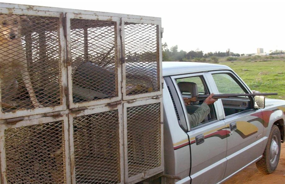 Telegraph: Chuẩn bị cho World Cup, vụ giết chó hoang quy mô lớn ở Maroc gây bất bình từ mọi tầng lớp xã hội